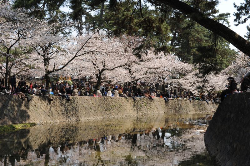 cách ngắm hoa hanami như người nhật bản